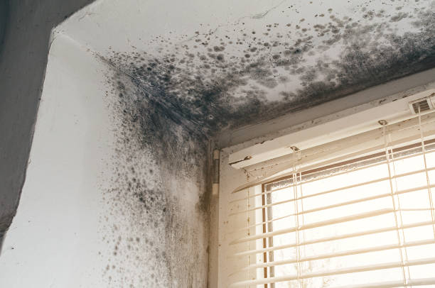 Affordable Commercial Mold Remediation solutions in Rebuck, PA